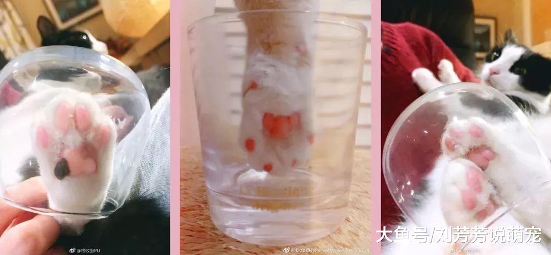 猫爪杯遭疯抢，噬元兽主宰人类！让我们谈谈猫咪经济学