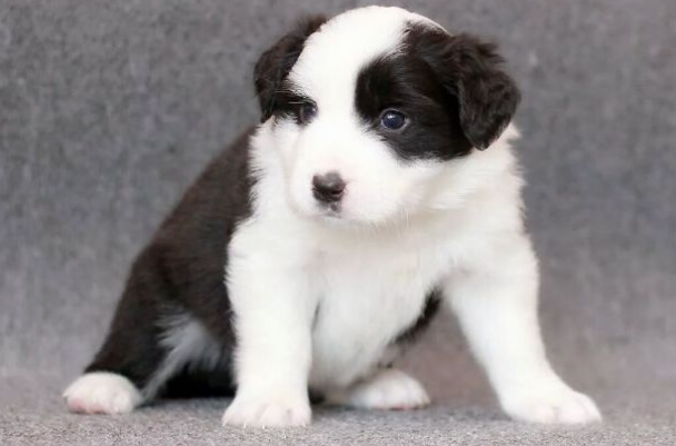 大家好，你知道幼犬怎么养么，不知道就进来看看吧！