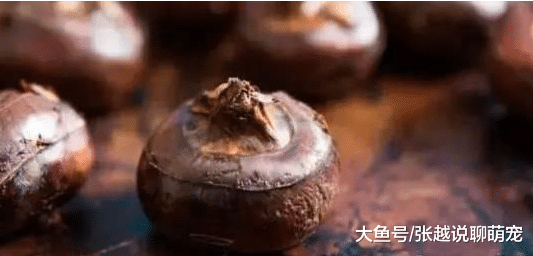 又黑又丑的它, 却是果蔬全能王! 路边就有吃