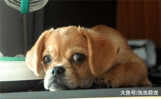 训练狗狗要从小开始, 多在这5件事上下功夫, 不然长大就不好训了