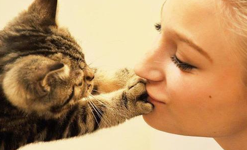 主子抱怨猫咪爱打架 猫: 是你的“教育”方式有问题!