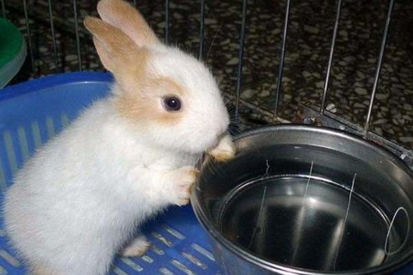 你知道兔子排红色尿液是怎么回事吗？