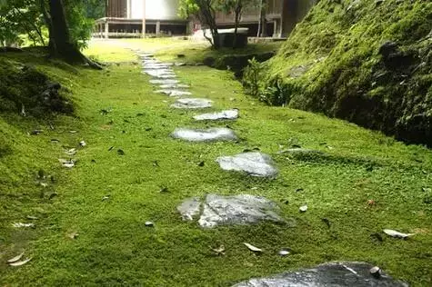 庭院青苔 · 歲月之痕