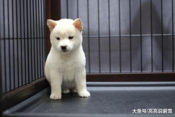 柴犬被关在笼子里不开心，主人一个动作把它给逗笑了