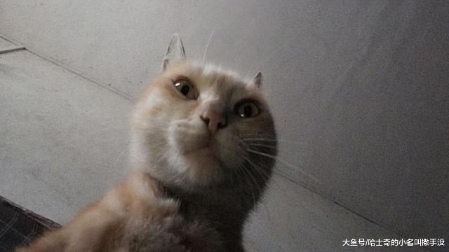 我家狗子居然試圖解鎖我的手機 ，要不是有照片，我還發現不了