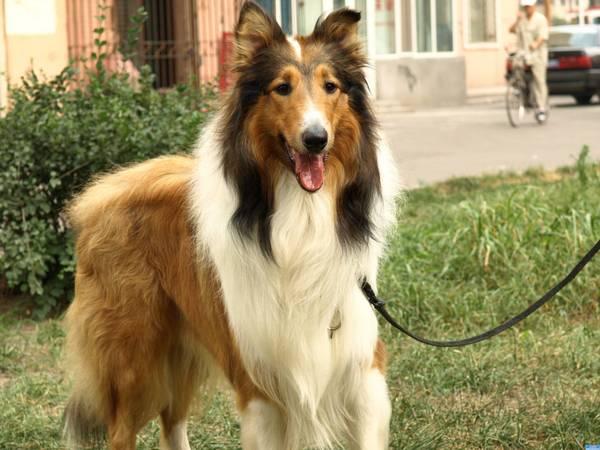 地球上10大最忠诚的狗狗，中华田园犬居榜首，你养了哪一种？