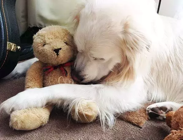 抱著毛絨玩具睡覺的萌寵們