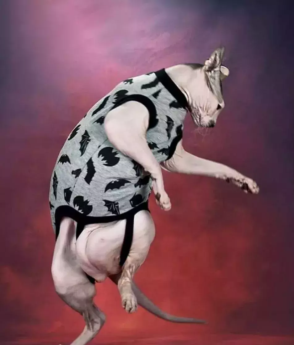 在极其寒冷的俄罗斯冬天，无毛猫是怎样生活的？