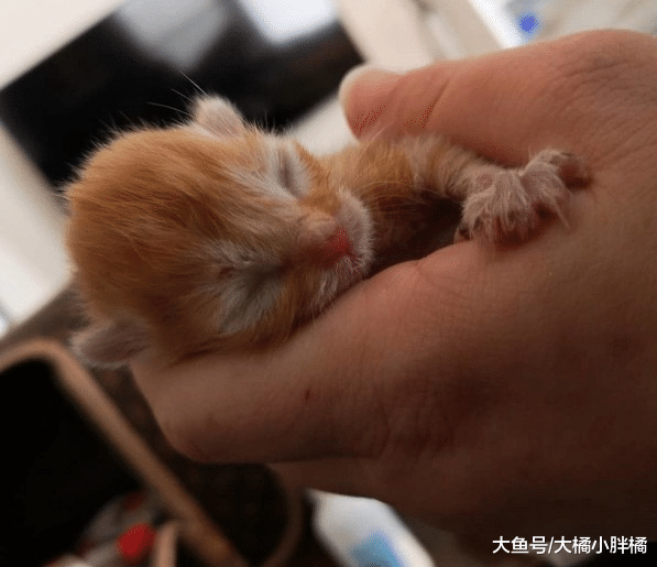 刚出生小猫被小鸟抓伤，流浪猫妈妈温馨照顾，小猫：感谢有您陪伴