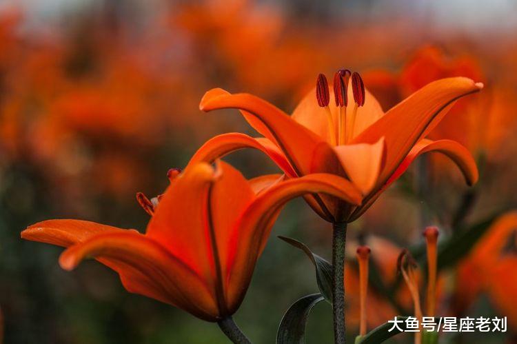 10月30号起，3大生肖，运势如虹，财运上涨，大把钱财自动来