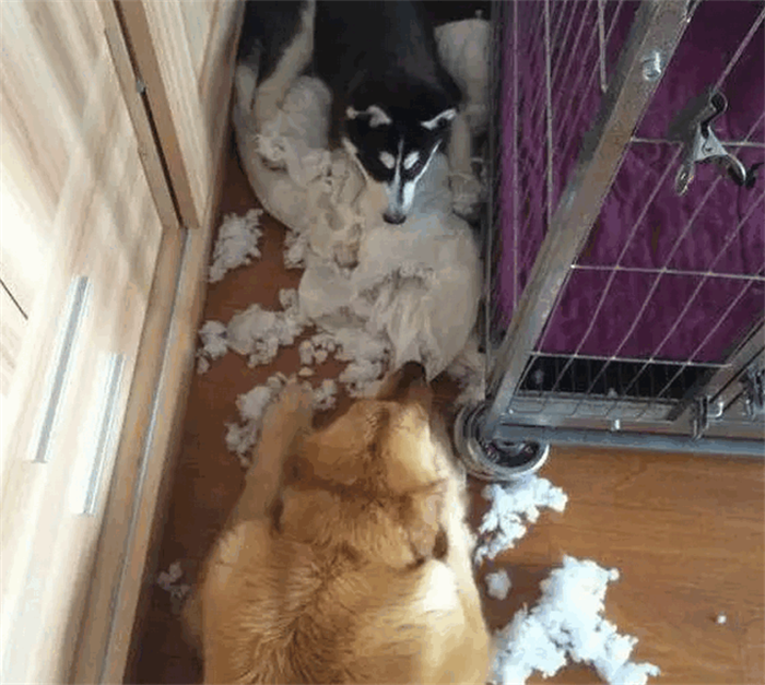 主人本想让金毛来引导二哈，结果却多了一只“二哈”，网友笑喷！