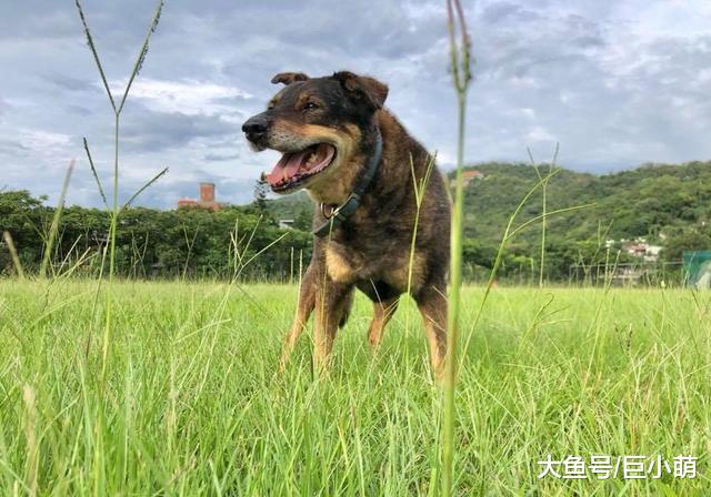 东吴大学校犬逝世，曾守卫校园20年，校友为它绣毕业领巾送它离开