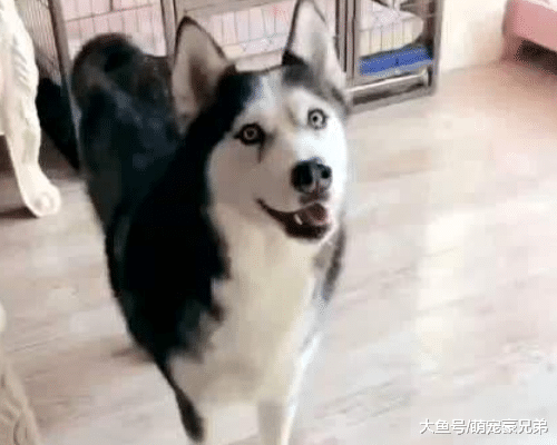 主人假装晕倒测试哈士奇，谁知哈士奇举动让人笑喷，狗：我来疵点水