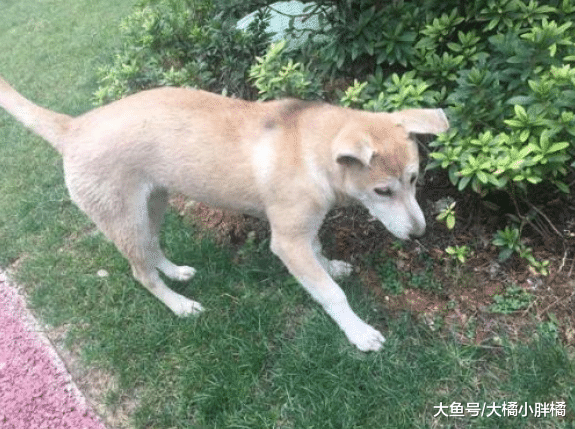 流浪狗想进大厦躲雨，却被保安驱逐，离开时的落寞表情让人很心疼