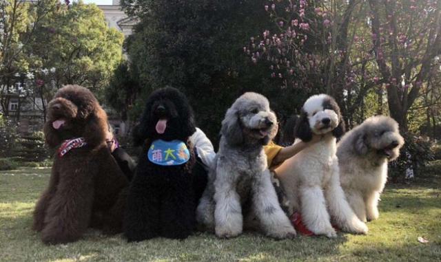 辟谣，不少大型犬其实比小型犬更温顺，却因体型常年遭误解