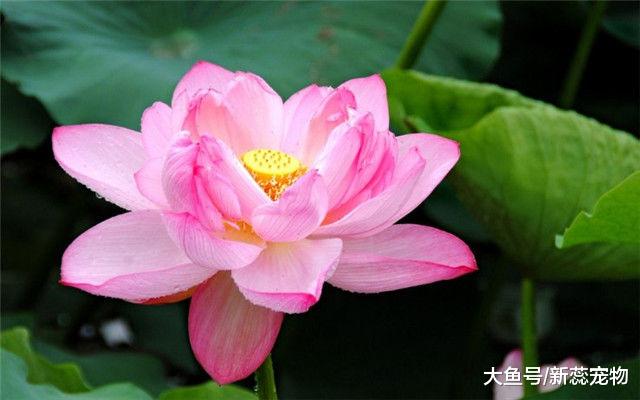 9月过后，财运亨通，富甲一方赚大钱的生肖