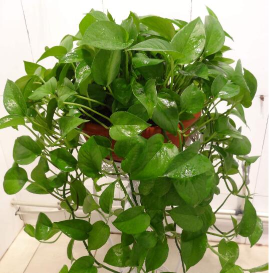 隐藏在身边的甲醛，无时无刻吞噬你的健康！究竟该如何自保？