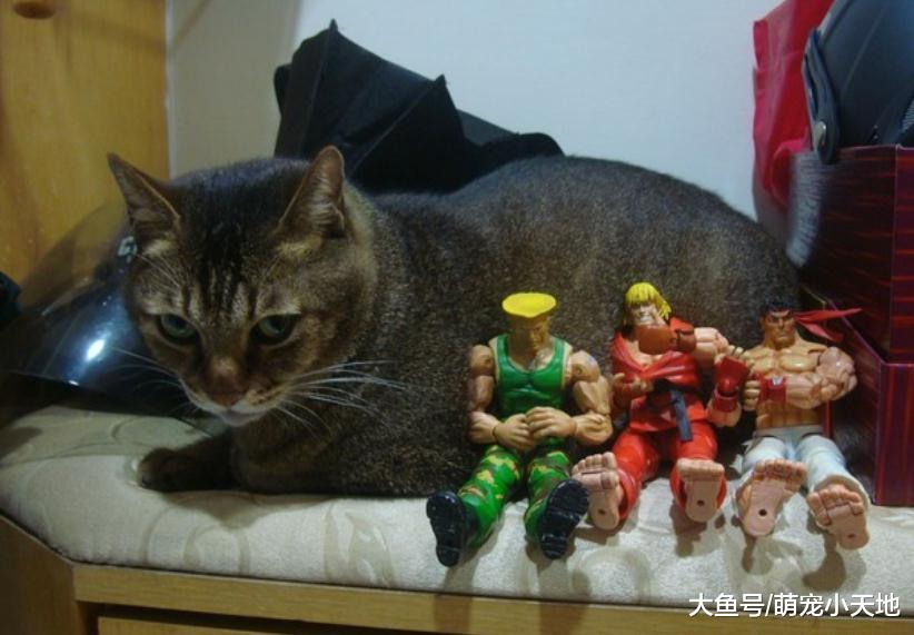 上完厕所吐司多了一个掌印细看有玄机，网友萌翻：我也要！