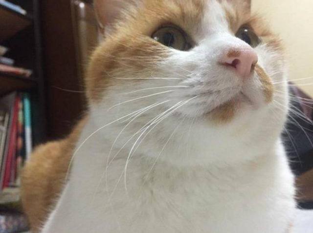 猫咪跟宠主闹别扭离家出走，没走几分钟它又回来了，让人笑喷