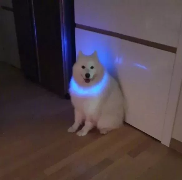 给萨摩耶买了个发光项圈，可戴上的效果却跟想象的不太一样！