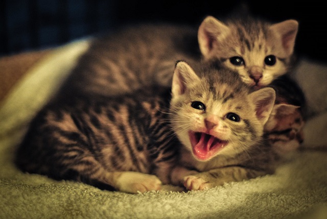 第一次养猫，要注意小猫的安全，更要注意家里小孩的安全