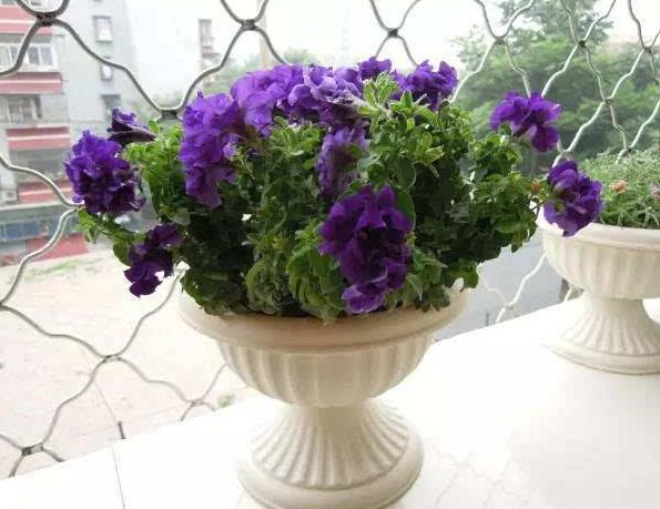 如果你想种易活又好看的花，养这4种就行了，公园里也能经常看到