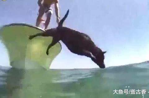 主人带拉布拉多出海，狗狗竟会一项神技，虾：我被一只海狗抓了