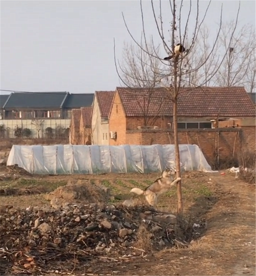 二哈回鄉下追田園貓，貓爬上樹不敢下來，狗：再不下來就把樹啃斷