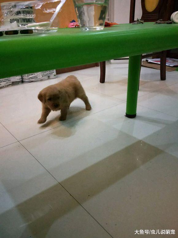 金毛喜欢吃干的，稀的喝两口就跑，这么小就开始挑食