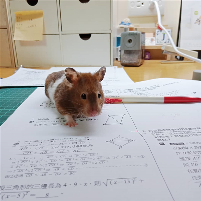 仓鼠打扰主人做题，为纠正鼠鼠的坏习惯，饲主以撸代罚