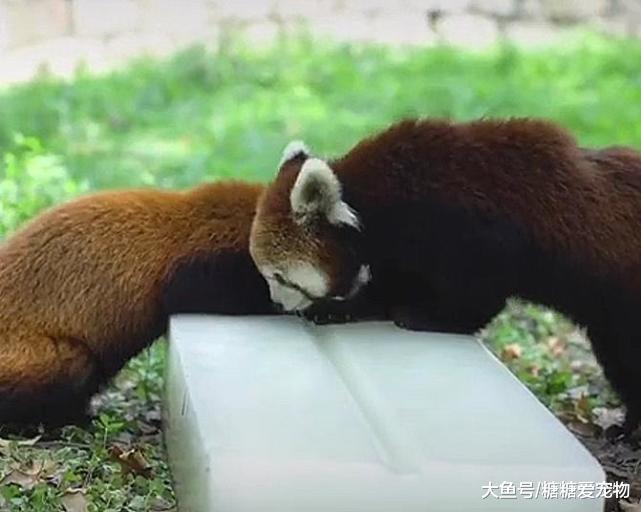 小熊猫的夏天，饲养员送来冰块降暑，网友：冰床加冰棍，完美！