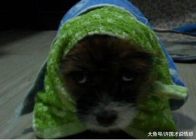 好心人在路边捡回一只流浪狗，洗完澡后，老公：这是狗吗？