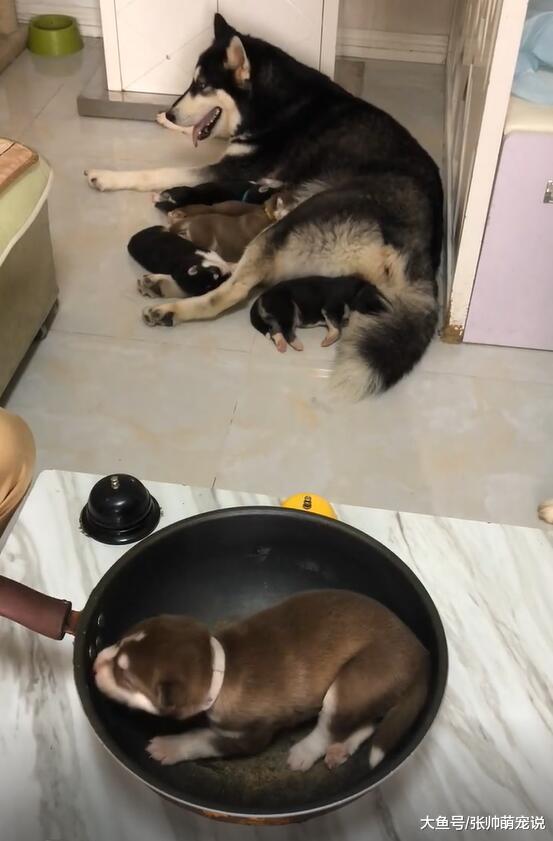 小二哈被放到锅里，狗妈看到后叼着油瓶过来：不放油怎么好吃呢？