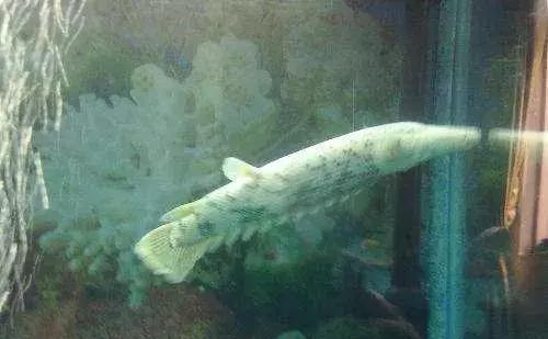 「」为什么有些动物死后都一个姿势? 原来是有科学依据的