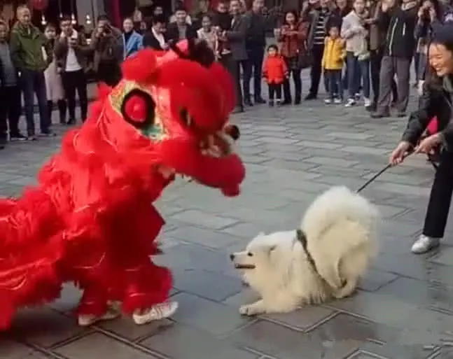 萨摩耶遇见了舞狮队，非要跟人家比划两招，网友：果然是三傻