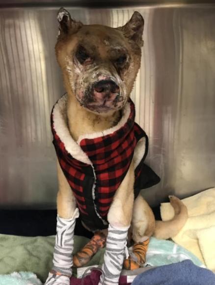 柴犬因火灾烧伤失明毁容，经培训化身治疗犬·亲善大使逆袭狗生