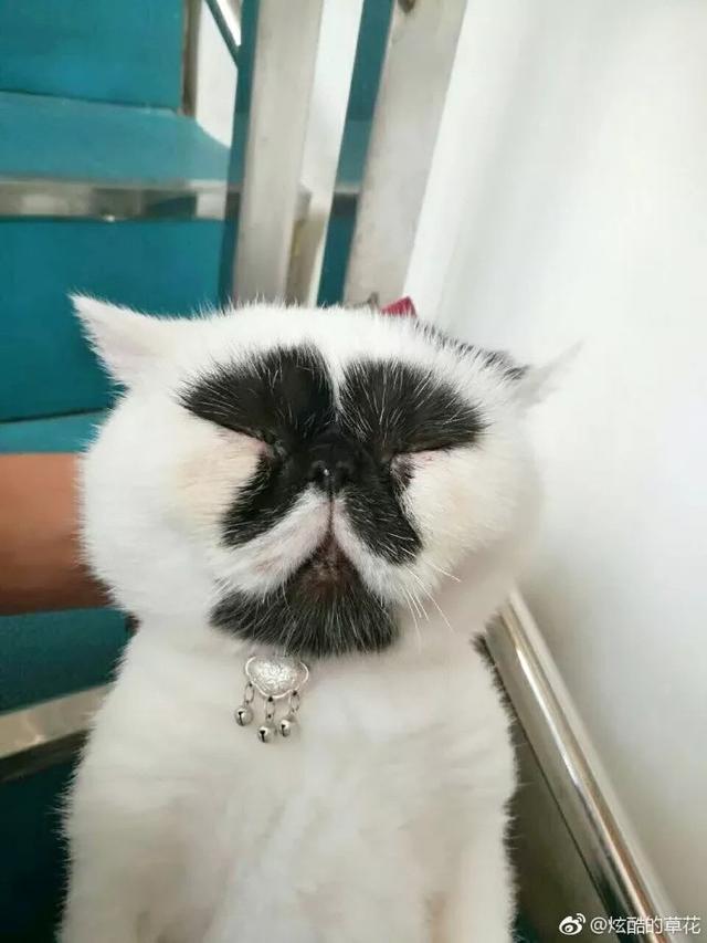著名的丑猫爆红, 到底是白猫长出了黑斑, 还是黑猫长出了白斑