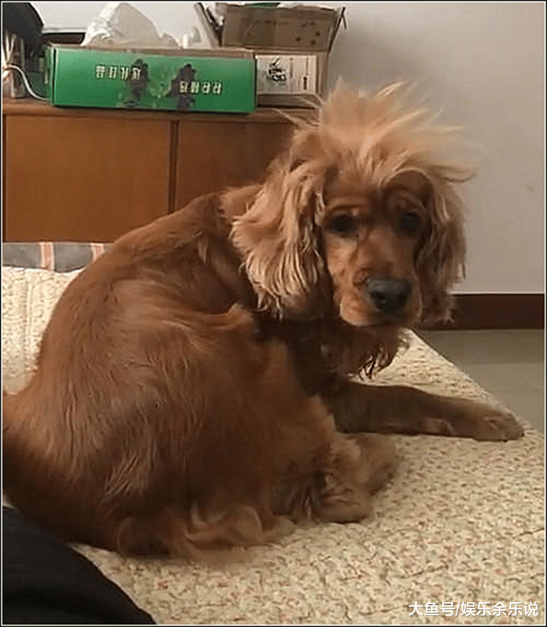 金毛正在睡觉，男主突然喊了一声，结果金毛转头主人看傻眼了