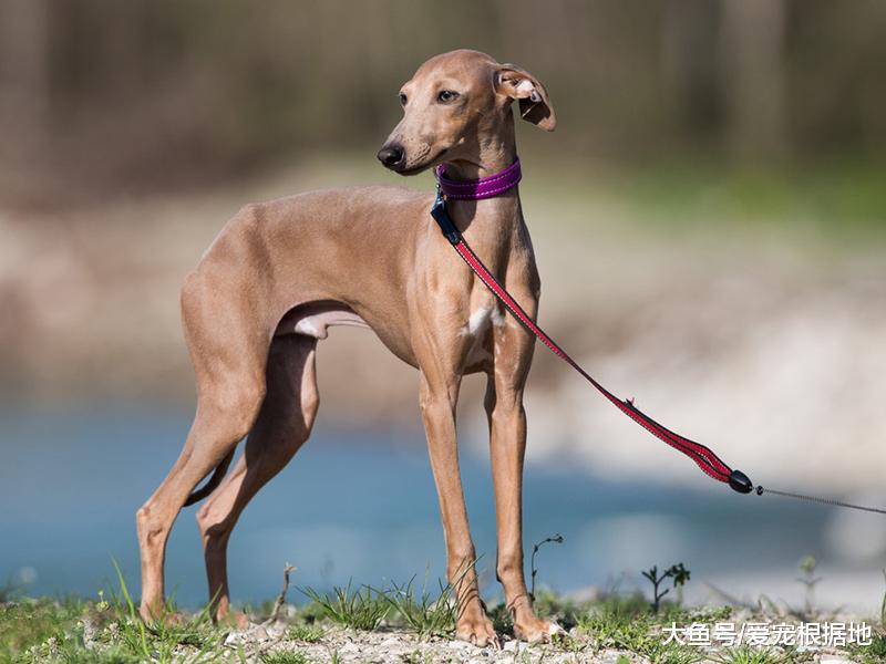 它是哮天犬的原型，实力不输洋犬，却逐渐被人们遗忘
