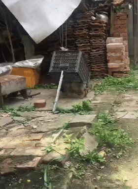 网友回老家想撸小奶狗，设下陷阱抓狗崽，狗：你不要过来……