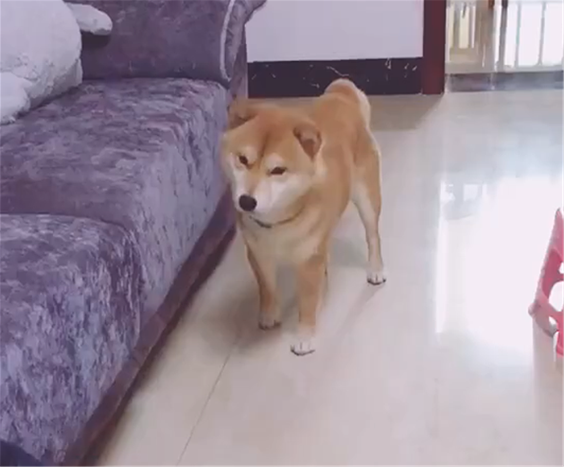 柴犬被地插电嘴, 主人假装手也被电, 狗子的举动暖心了……