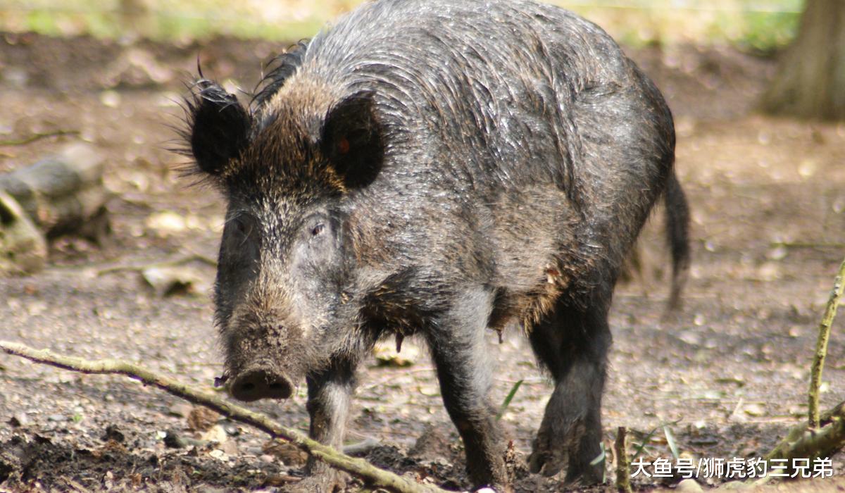 陈年巨猪：一种可以威胁到东北虎的存在，野外危险系数排名第一
