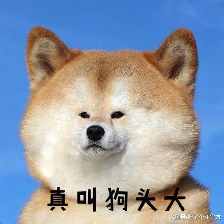 谁知道这狗什么品种