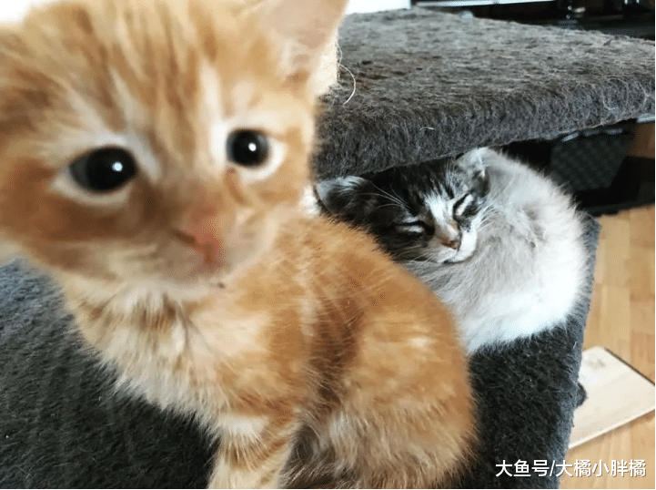橘猫失去家人很悲伤，新来小猫却用这种方式安慰它，真是太温馨了
