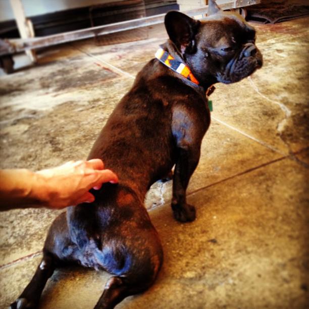 狗狗总喜欢背对我，是不喜欢我吗？原因恰恰相反