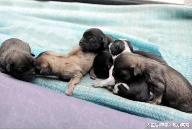 狗狗一直闻路边垃圾袋不走，主人好奇打开后，让人惊喜不已