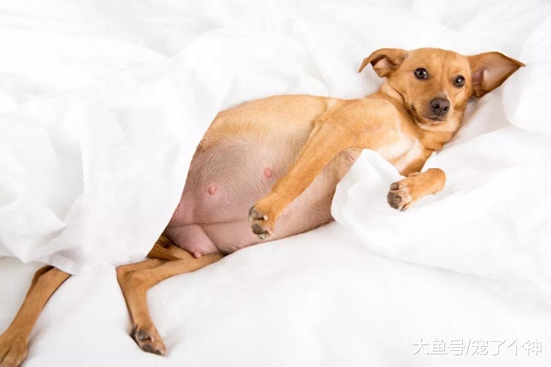 牢记八点让狗狗更长寿，陪伴可以更久一点