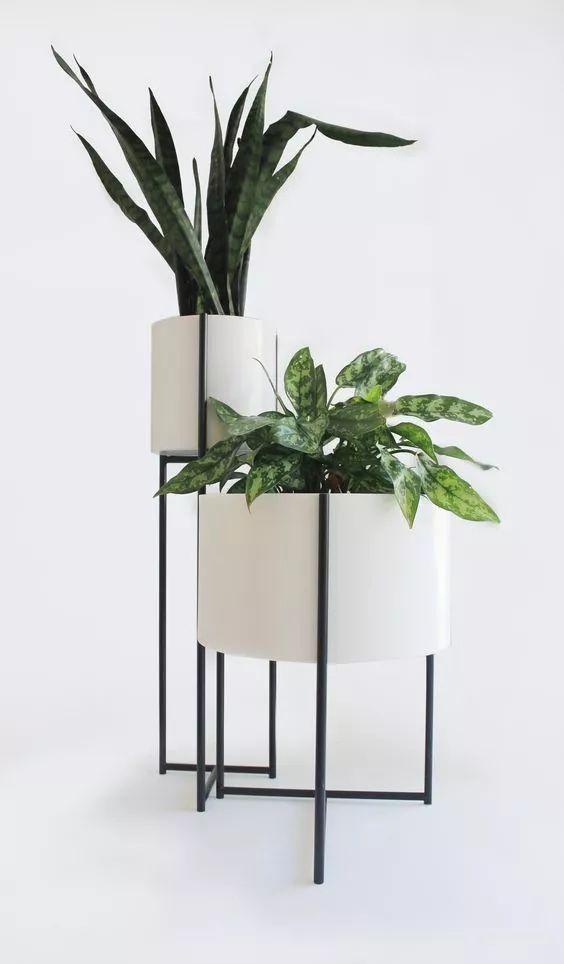 想要提升你家的家居品位，你可以通过这样的绿植来做到