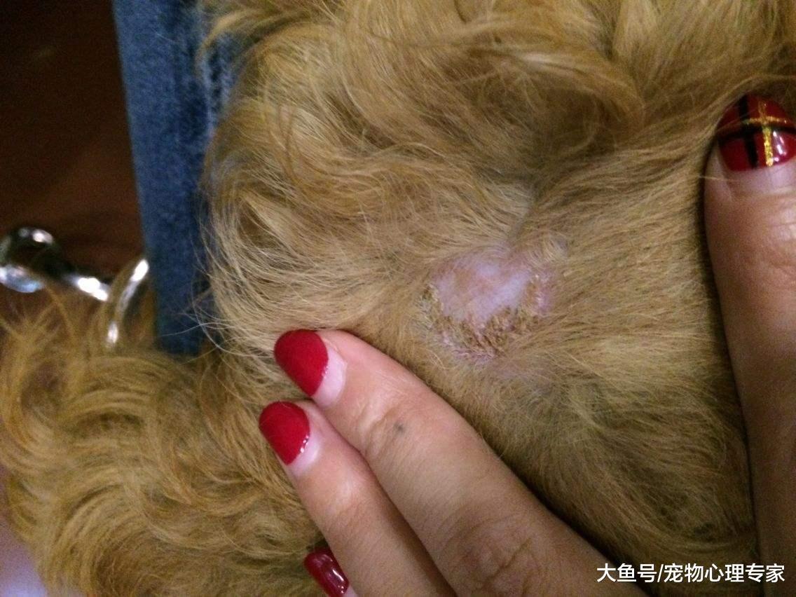 辟謠！狗狗皮膚病不會傳染給人？病因不同對人的影響也不同