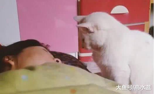 猫咪望着熟睡的主人 本想一屁股坐脸上: 算了, 还是亲一亲吧!